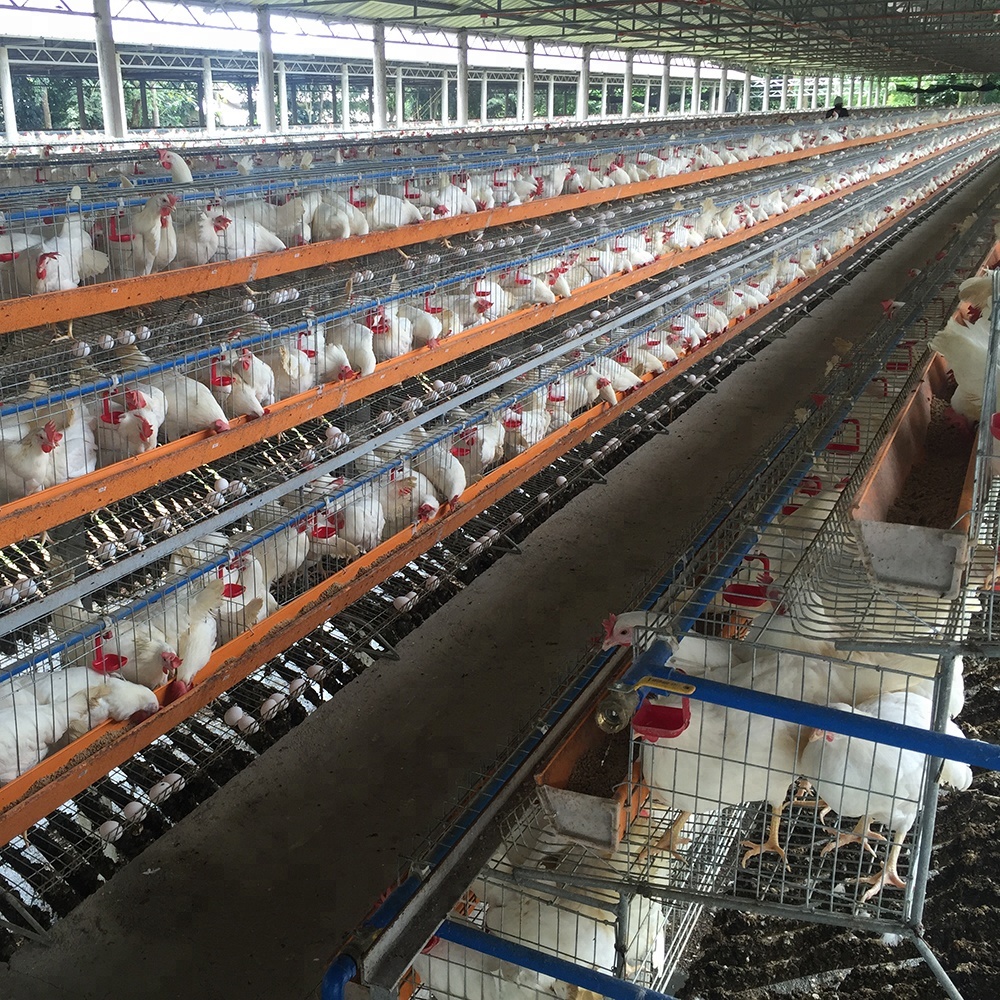 Как происходит строительство птицефабрик и свиноферм под ключ