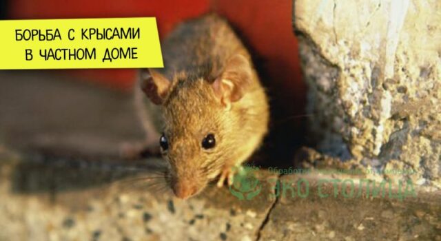Методы борьбы с крысами в частном доме